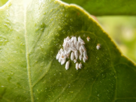 ２月虫の日が ２月１５日 土 に行われました なにわエコスタイル