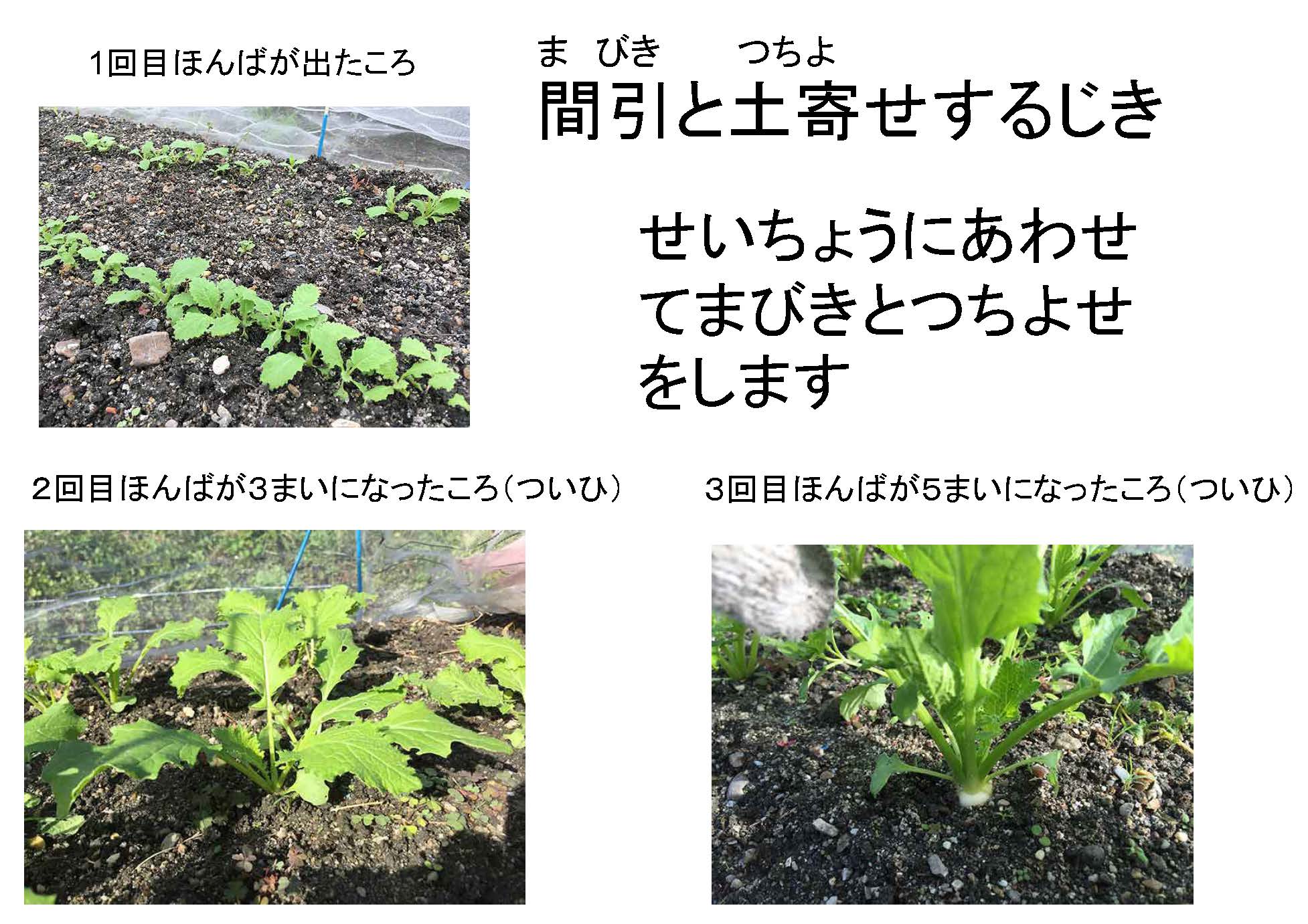 【レポート】なにわの伝統野菜を育てよう!@大阪市立味原小学校 なにわエコスタイル